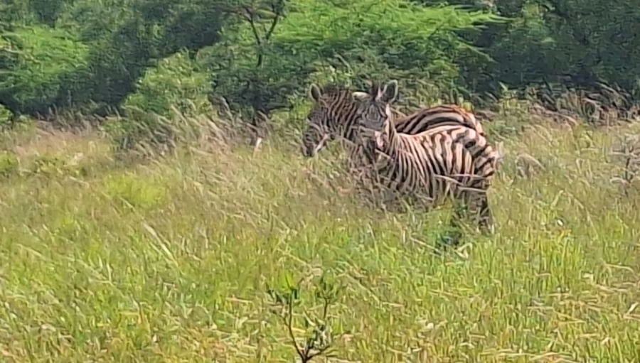 10 Bedroom Property for Sale in Swartruggens North West